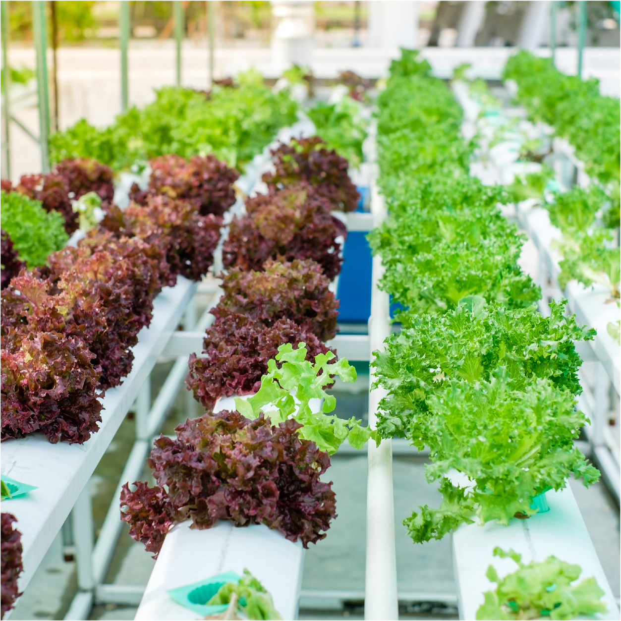 Rooftop Farming, A Hit During COVID-19. Grow your own!